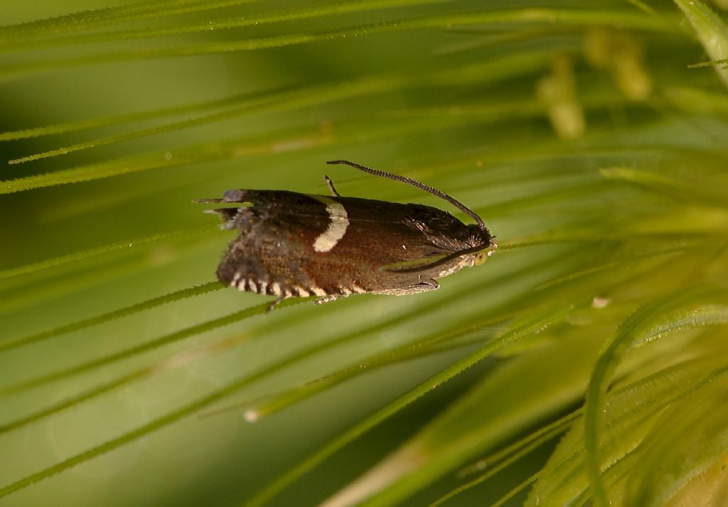 Lepidottero da identificare - Grapholita lunulana